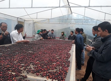 Liên kết sản xuất gắn với tiêu thụ sản phẩm đóng vai trò quan trọng trong phát triển nông nghiệp bền vững, giúp nâng cao hiệu quả, tăng thu nhập cho nông dân.